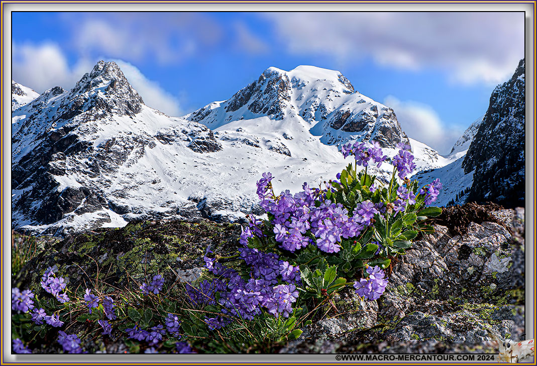 Primevère marginée
